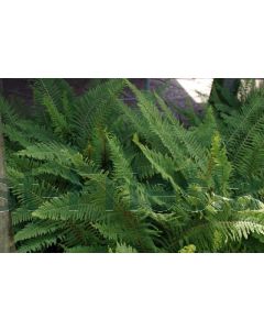 Polystichum set. 'Dahlem' P9 / 24 per kist