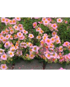 Helianthemum 'Lawrenson's Pink' P9 / 24 per kist