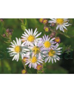 Aster ag. 'Asran' P9 / 24 per kist