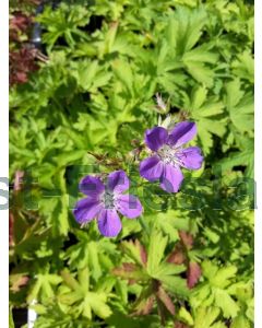 Geranium sylvaticum 'Mayflower' P9 / 24 per kist