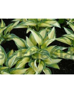 Hosta tardiana 'June' P9 / 24 per kist