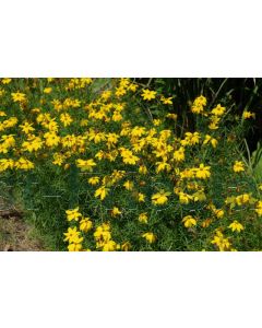 Coreopsis vert. 'Grandiflora' P9 / 24 per kist