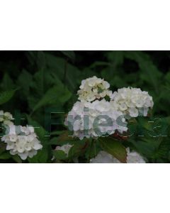 Hydrangea m. 'Soeur Thérèse' C2