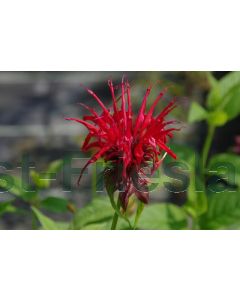 Monarda 'Jacob Cline' P9 / 24 per kist