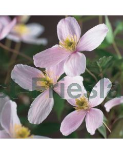 Clematis mont. 'Fragrant Spring' 75 cm C2