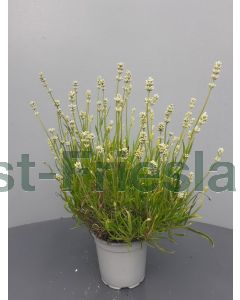 Lavandula int. 'Edelweiss' C2