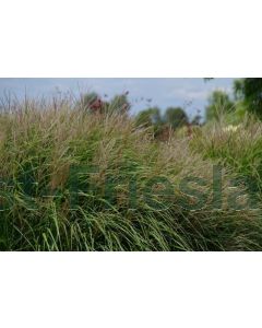 Miscanthus sin. 'Yakushima Dwarf' P9 / 24 per kist