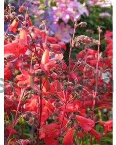 Penstemon 'Schoenholzeri' P9 / 24 per kist