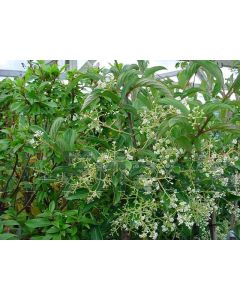 Viburnum hillieri 'Winton' 30-40 cm C3