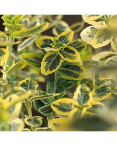 Euonymus f. 'Emerald 'n Gold' C1.5