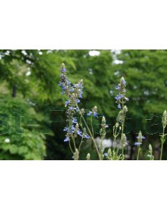 Salvia uliginosa P9 / 24 per kist