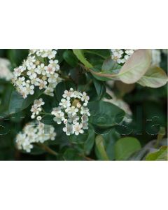 Aronia melanocarpa 60-80 cm C2