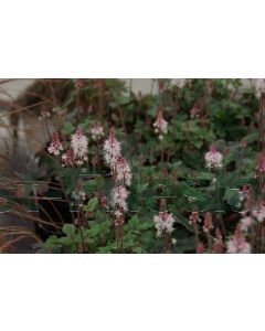 Tiarella 'Pink Skyrocket' P9 / 24 per kist