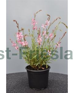 Gaura lind. 'Geyser Pink' C2