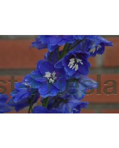 Delphinium (P) 'Blue Bird' P9 / 24 per kist