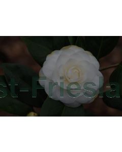 Camellia j. 'Alba Plena' 60-80 cm C10