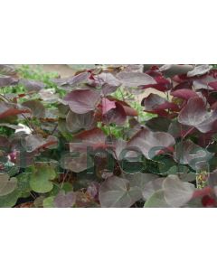 Cercis can.'Merlot' 175-200 cm C20