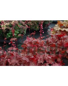 Heuchera 'Fire Chief' P9 / 24 per kist