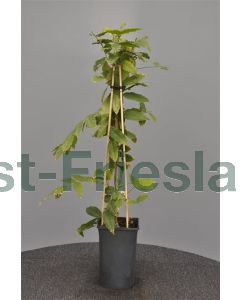 Wisteria flor. 'Alba' 75 cm C2