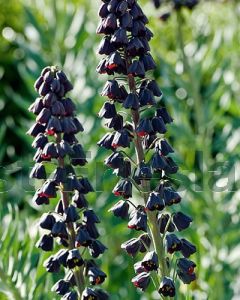 Fritillaria persica P12