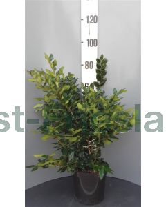 Ligustrum lucidum 60-80 cm C12