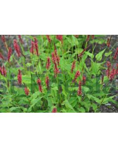 Persicaria ampl. 'Red Baron' P9 / 24 per kist