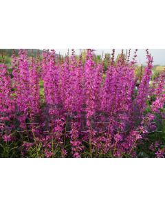 Lythrum virgatum 'Dropmore Purple' C2