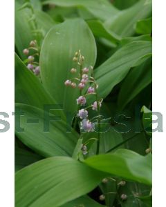 Convallaria maj. 'Rosea' P9 / 24 per kist