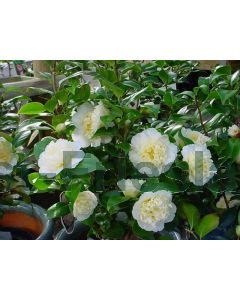 Camellia j. 'Brushfield's Yellow' 50-60 cm C5