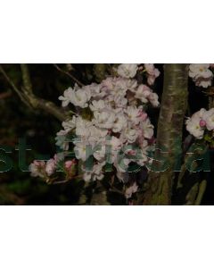 Prunus serr. 'Amanogawa' 12/14 drkl beveerd