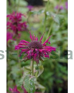 Monarda 'Kardinal' P9 / 24 per kist