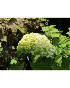 Hydrangea querc. 'Harmony' 50-60 cm C9