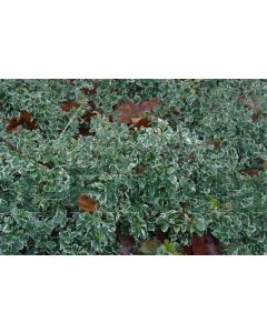 Euonymus fort. 'Silver Queen' 20-25 cm C2