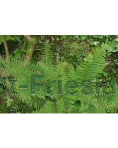 Polystichum set. 'Proliferum' C2