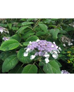 Hydrangea asp.'Macrophylla' C3