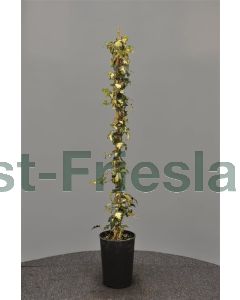 Hedera hel. 'Goldheart' 75 cm C2