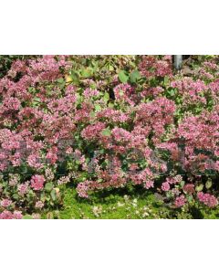 Sedum ewersii P9 / 24 per kist