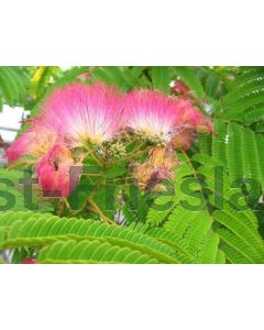 Albizia jul. Ombrella 80-100 cm C10