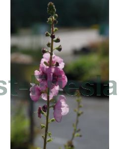 Verbascum 'Pink Domino' P9 / 24 per kist