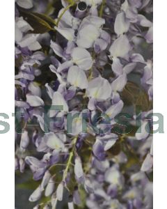 Wisteria sin. 'Prolific' 175-200 cm C5