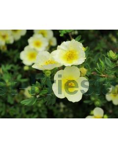 Potentilla f. 'Limelight' P14