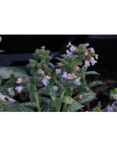 Pulmonaria 'Opal' P9 / 24 per kist