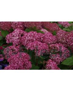 Hydrangea arb. 'Ruby Annabel'® C3