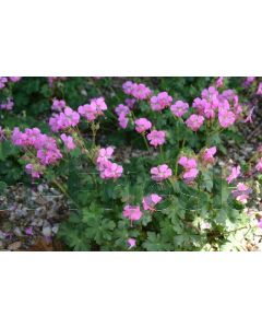 Geranium cant. 'Cambridge' P9 / 24 per kist