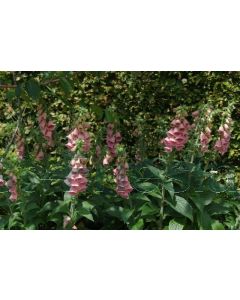 Digitalis 'Mertonensis' P9 / 24 per kist