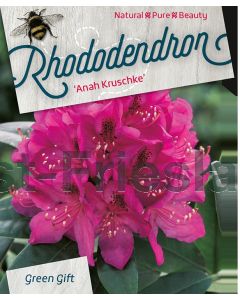 Rhododendron 'Anah Kruschke' 60-80 cm C20