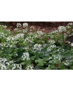 Pachyphragma macrophyllum P9 / 24 per kist