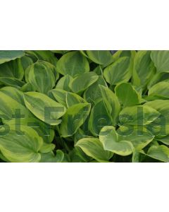 Hosta 'Golden Tiara' P9 / 24 per kist