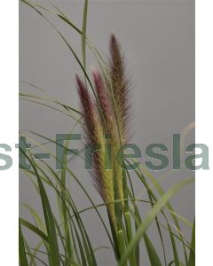 Pennisetum a. 'Black Beauty' P9 / 24 per kist