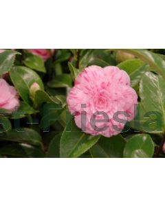 Camellia j. 'William Bartlett' 30-40 cm C3